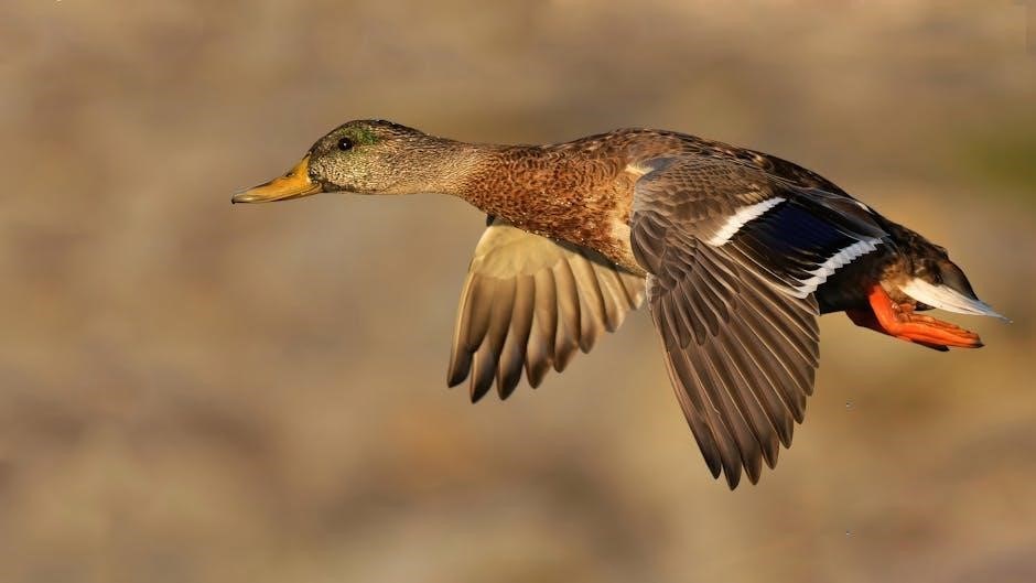 fourth wing pdf download